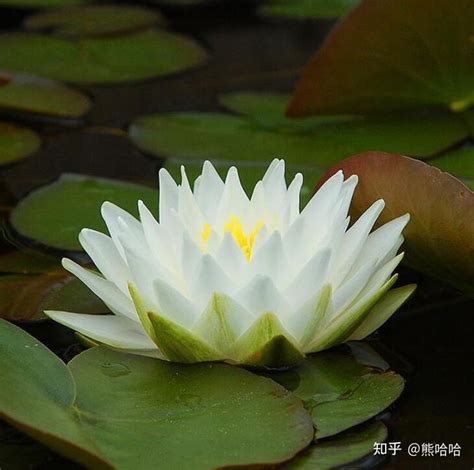 白色的花有什麼|十大最好看的白色花卉有哪些